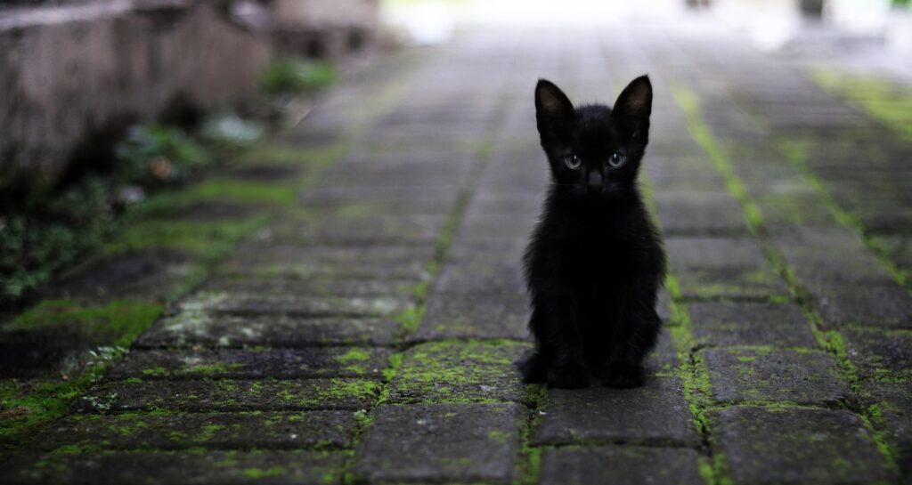 BingのGPT-4チャットは気をつけて使ってねと思っている黒猫ちゃん。