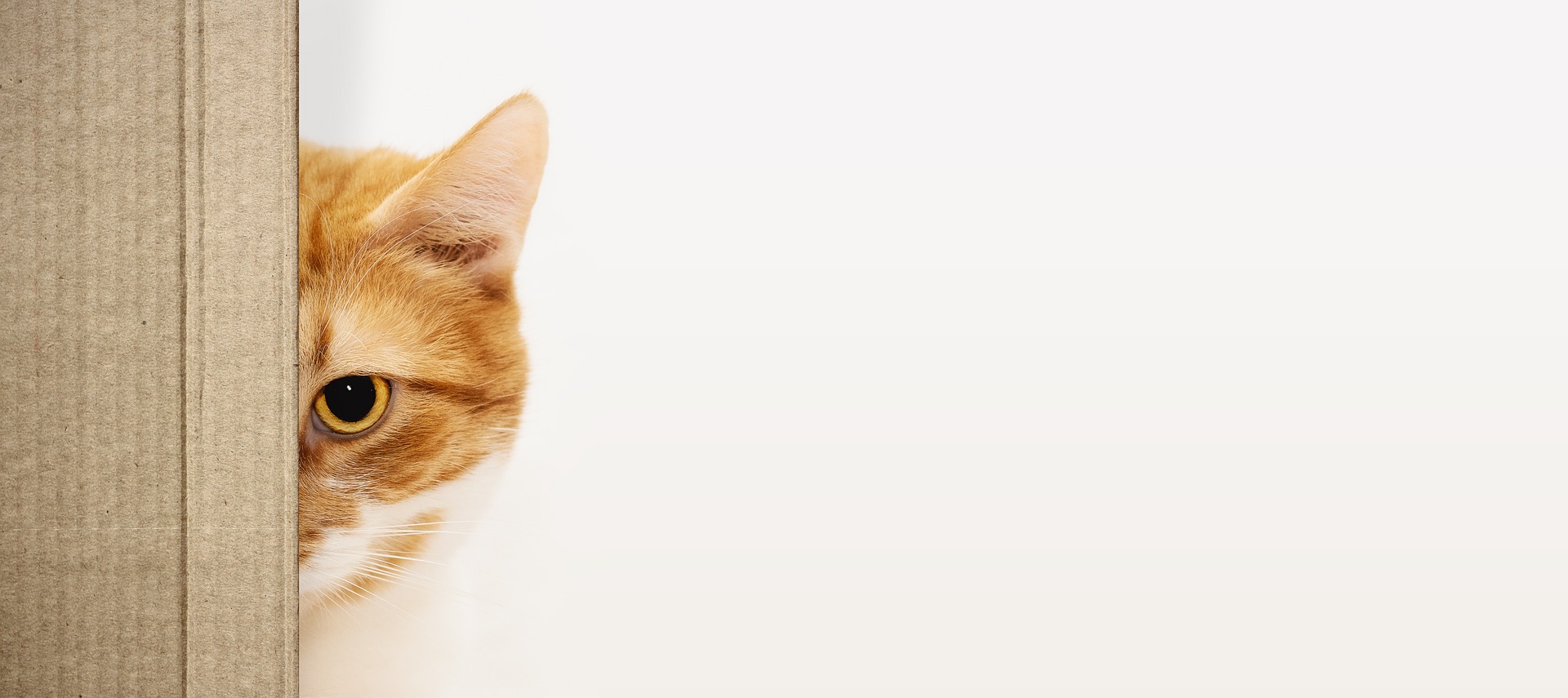 WordPressのアイキャッチ画像、サムネイル画像の切り分け方法を見つめる猫ちゃん。