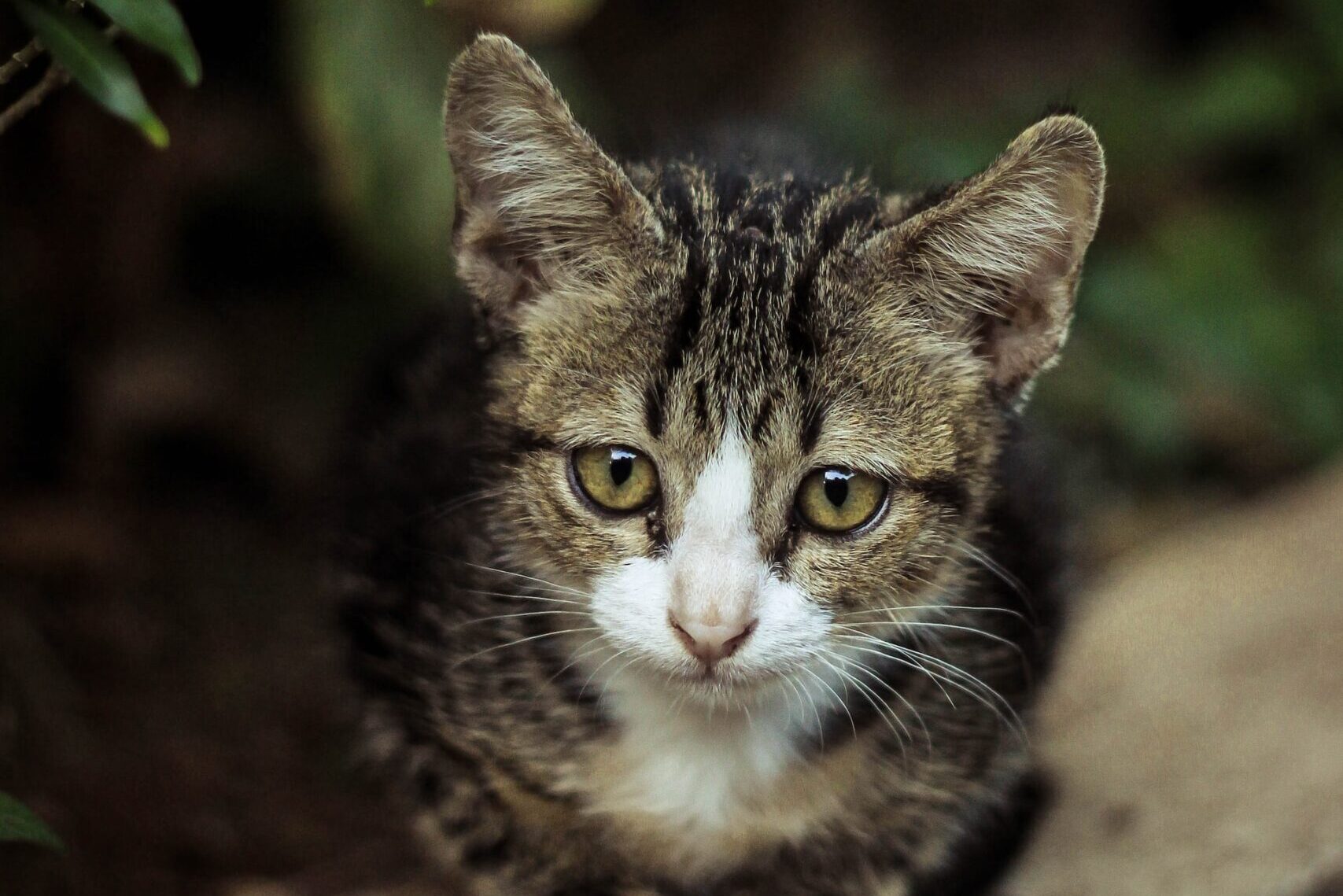 背景の切り抜きが難しい猫ちゃんの画像。