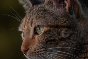 ChatGPTにTechAcademyについて聞いてみた職業訓練校元講師。
