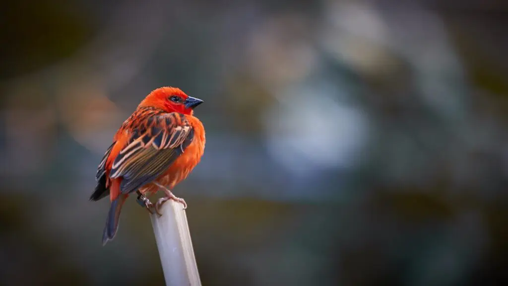 赤い鳥。Adobe Fireflyのイメージ。
