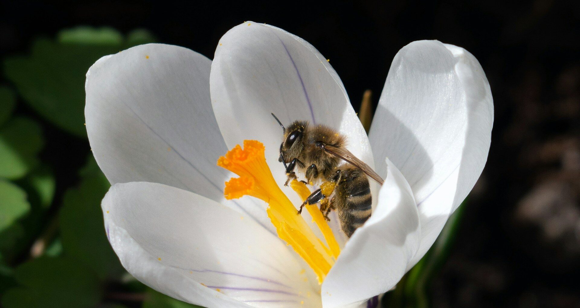 利己的な遺伝子の例。ミツバチ。