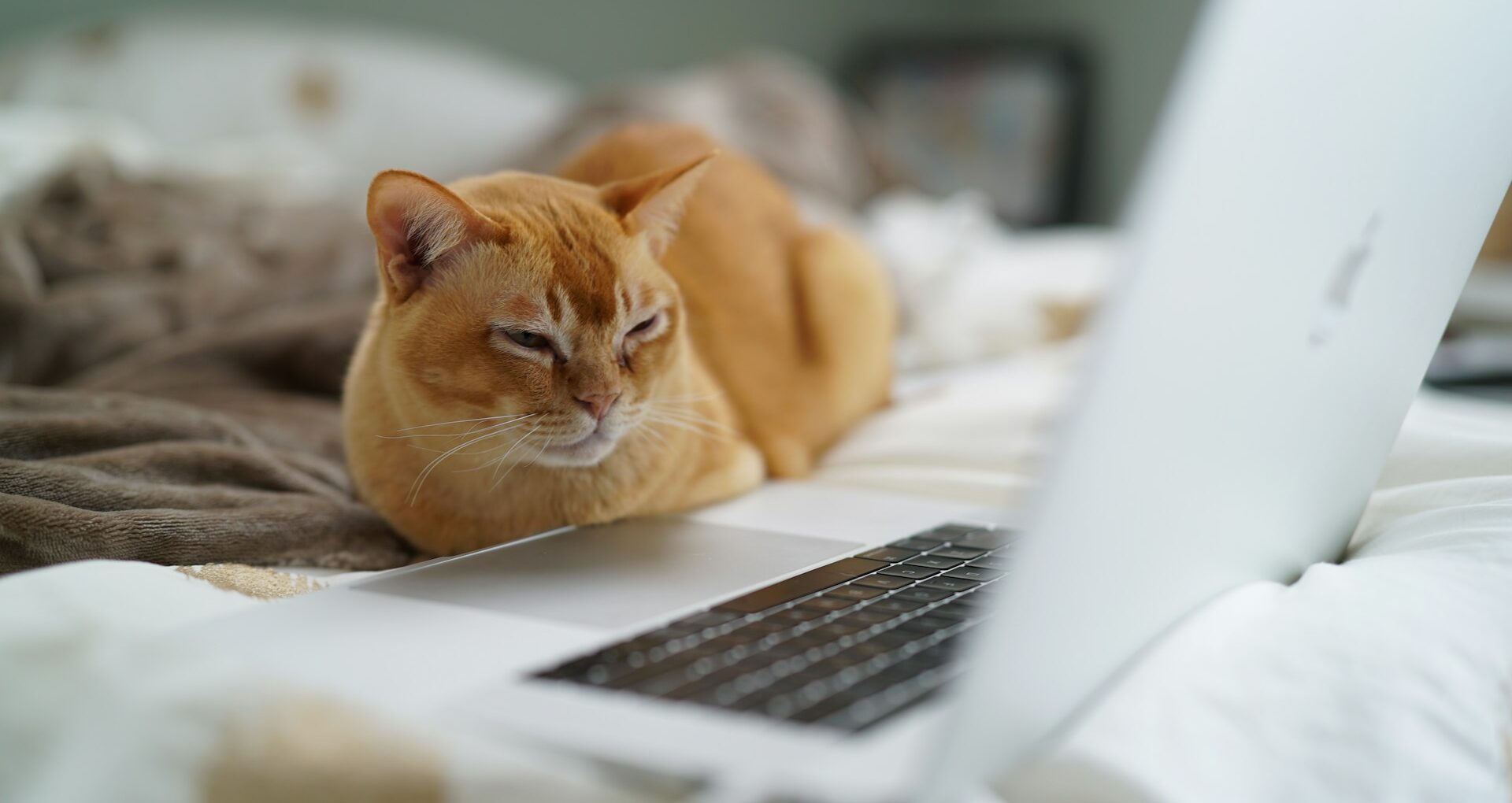 ブルーライトと自然光をイメージする猫ちゃん。