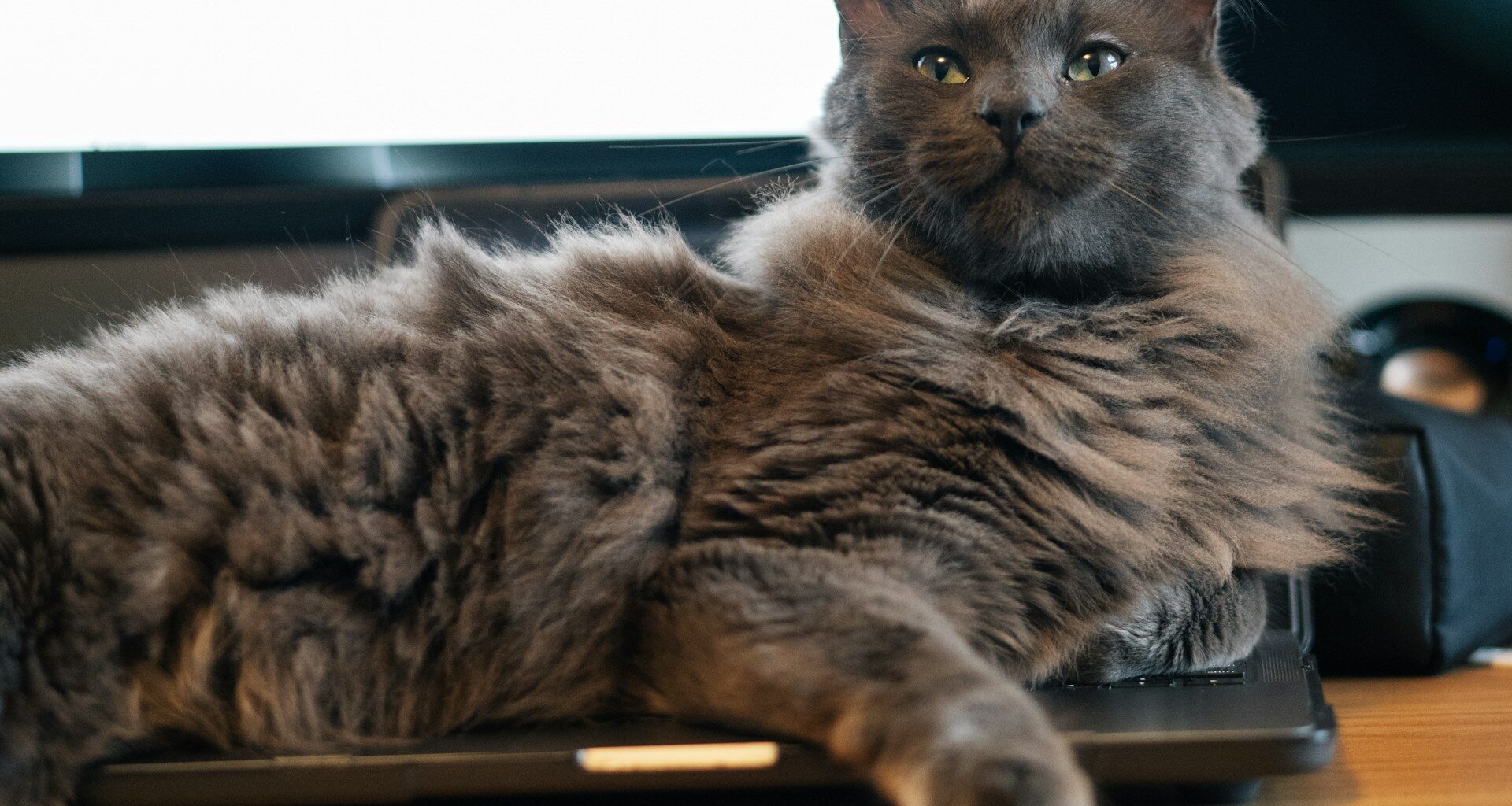 ディスプレイのブルーライトから離れる猫ちゃん。