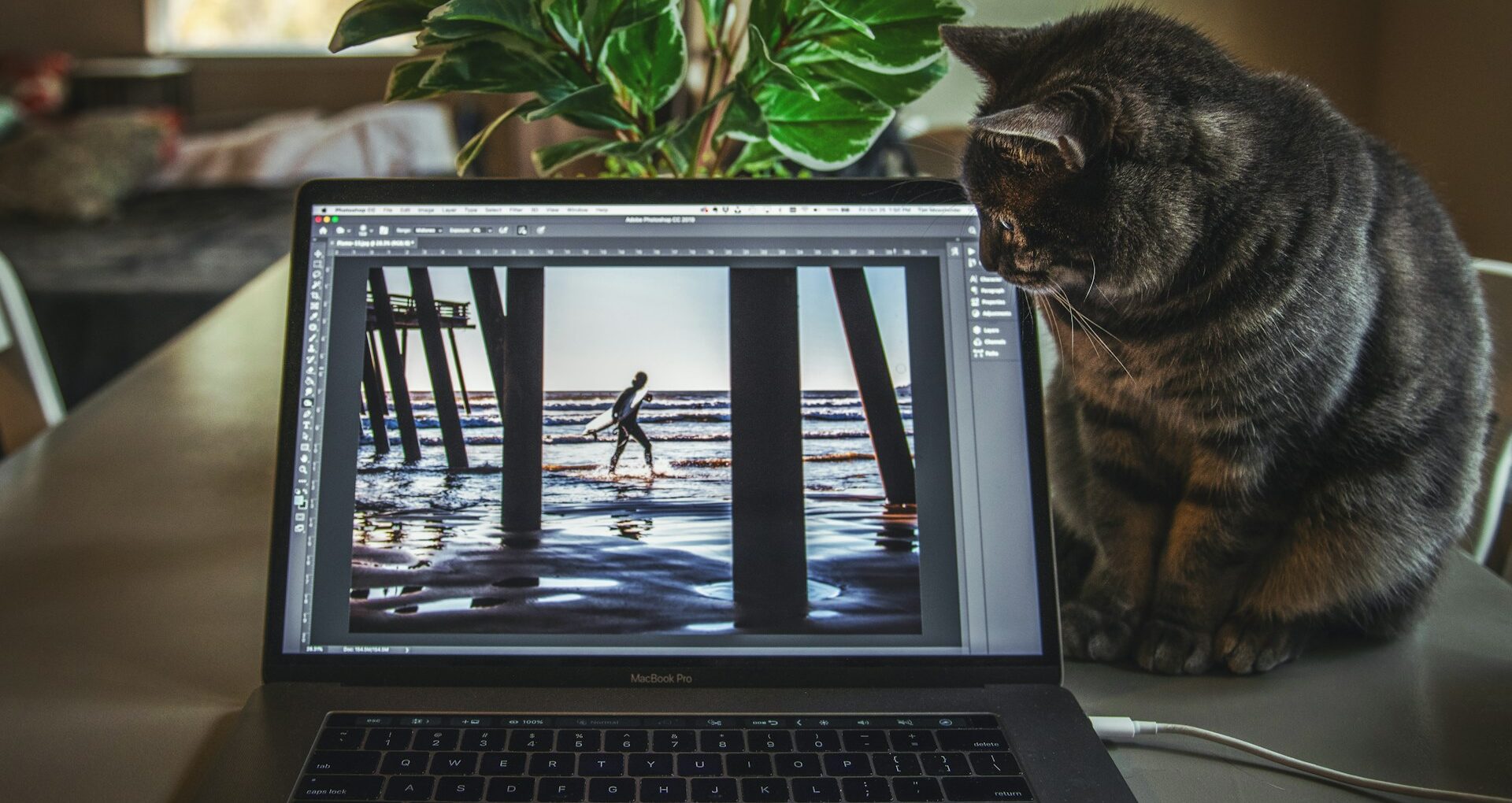 ブルーライトが出ている画面を見つめる猫ちゃん。