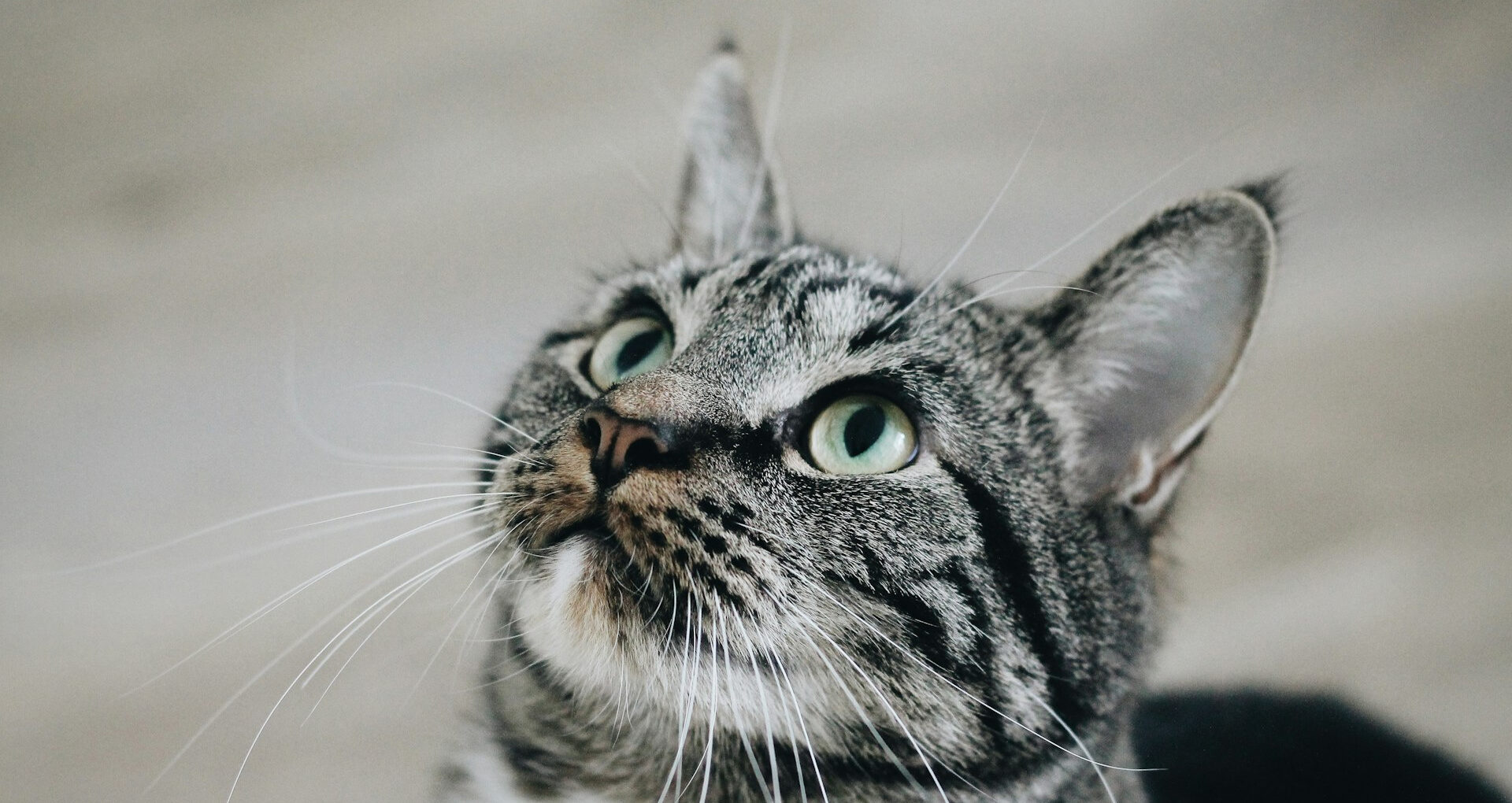 ChatGPT最新、GPT-5の性能を見上げる猫ちゃん。