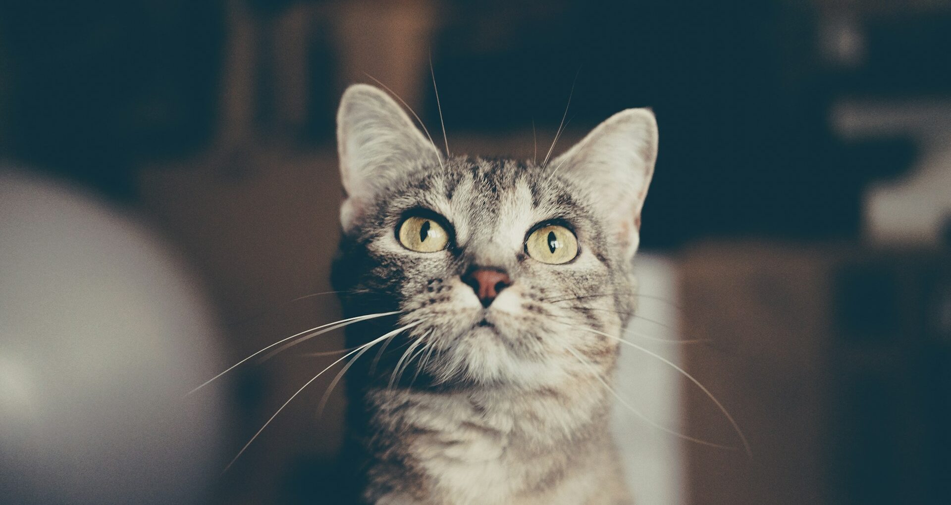iPhone 17の価格に驚く猫ちゃん。