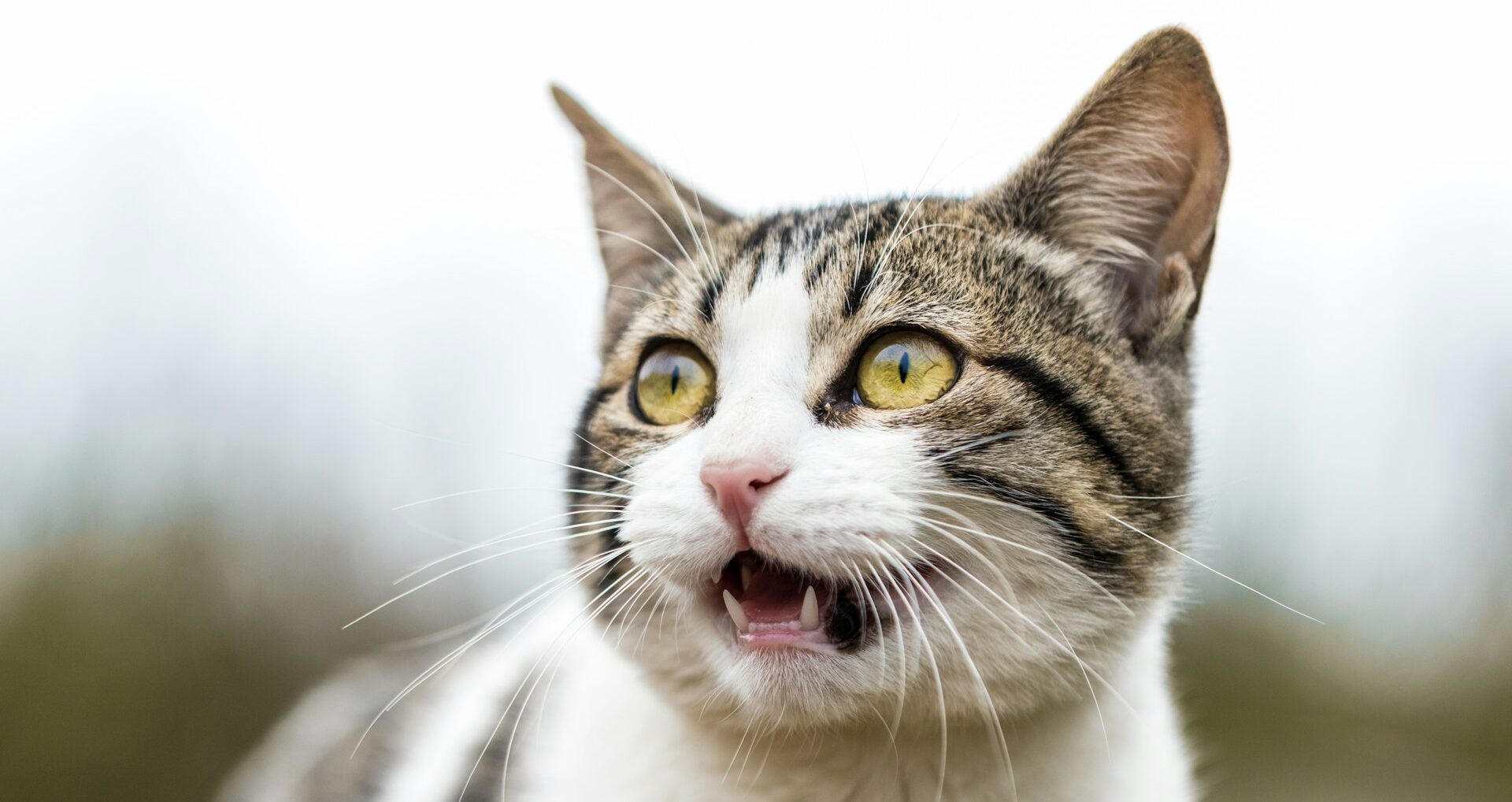 ChatGPTが冷たい？のイメージ。