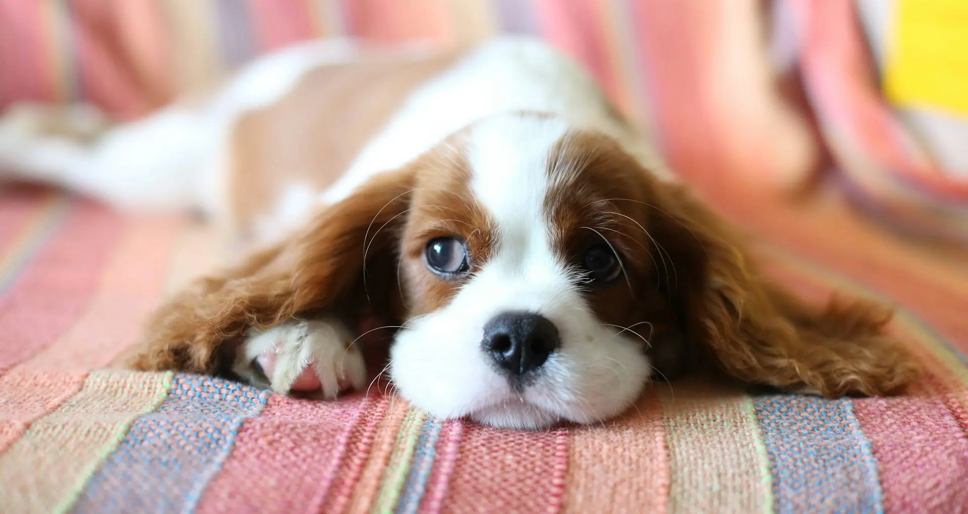 Gemini 3。検索や、アプリ、Google AI Studioでも使えるイメージ。