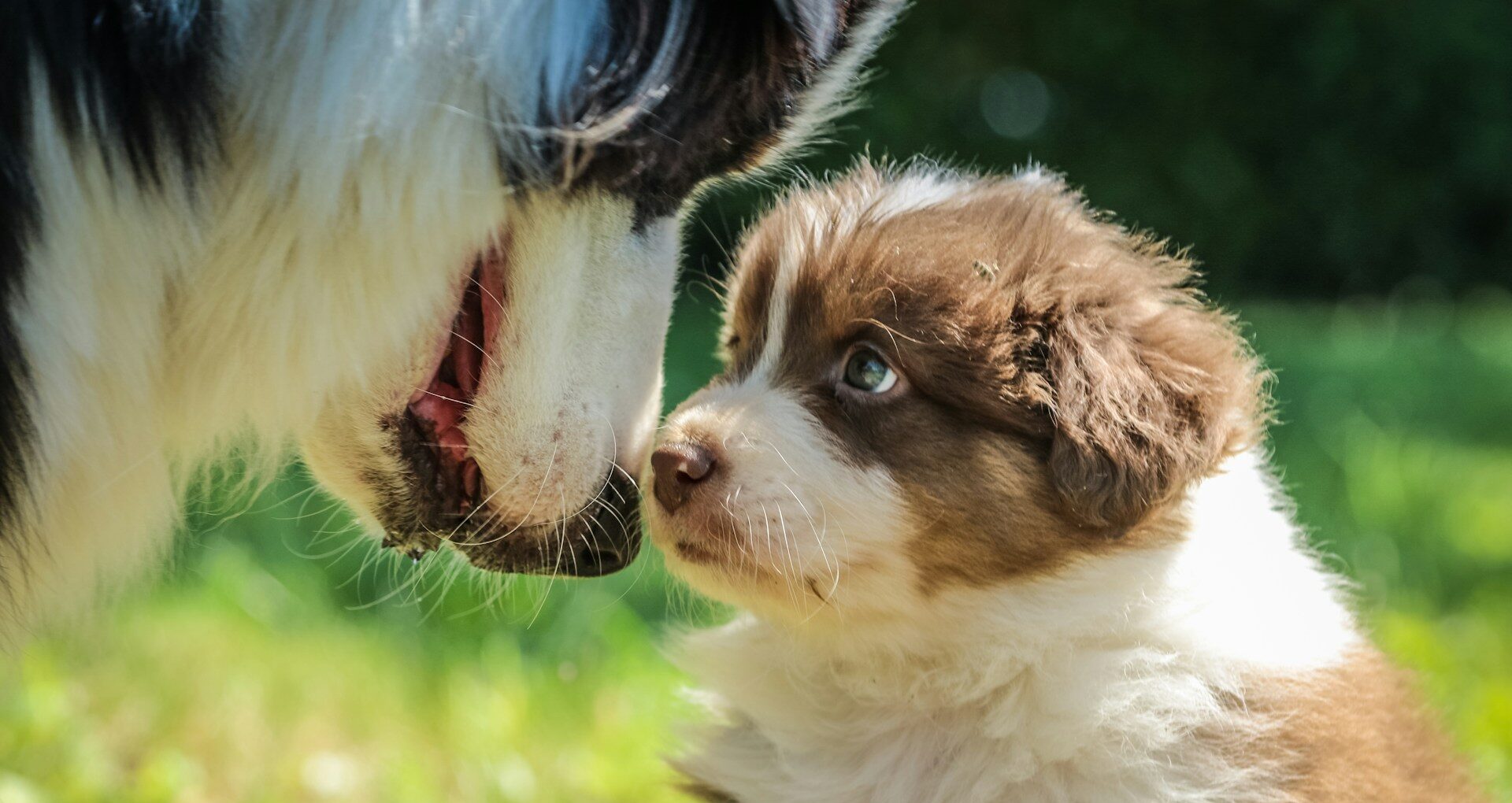 AIとフェイク画像事例。問題と対策イメージ。