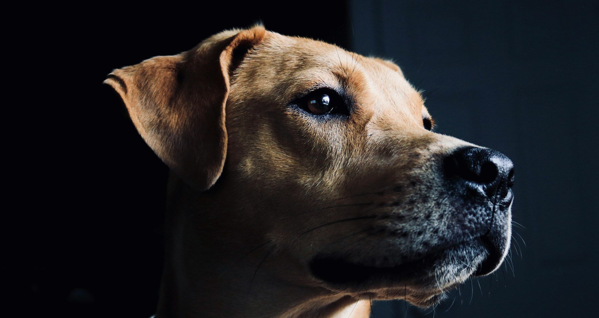 AIとフェイク画像事例。問題と対策イメージ。