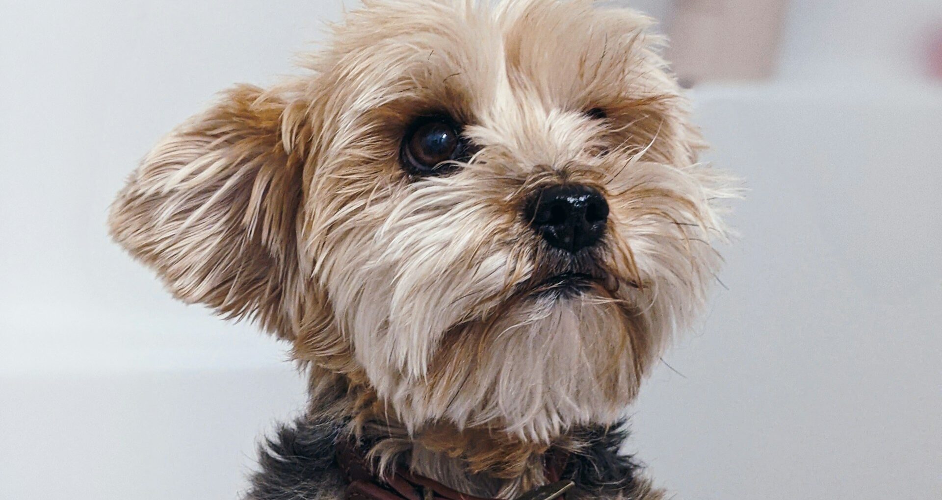 大谷翔平選手の名言や格言と、Googleが​掲げる​10の​事実と。